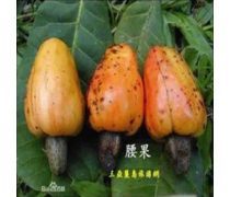 腰果樹苗產品信息