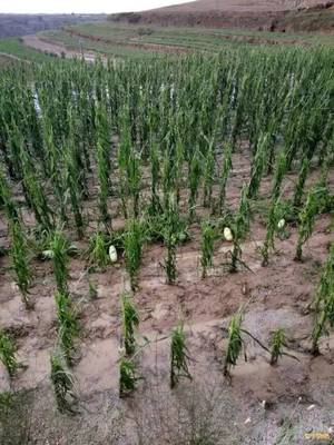 【視頻】:昨日下午,會寧多地遭暴雨冰雹襲擊,農作物受災嚴重