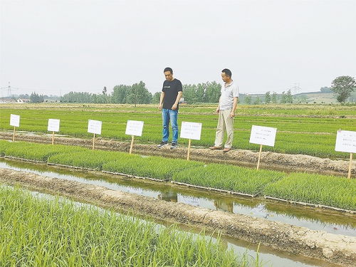 夏耕夏種農事忙 陜西各地開展夏季種植農作物見聞