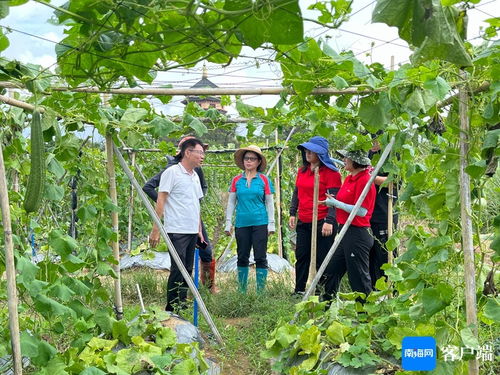 原創組圖丨農業專家走進瓊海田間地頭指導災后農作物病蟲害防控