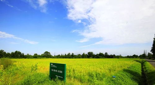 多利的田園夢,國人的田園夢