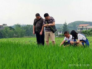 市農(nóng)科所水稻育種基地通過市農(nóng)作物產(chǎn)地檢疫檢驗