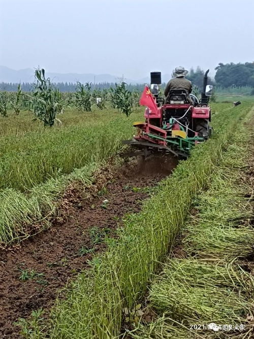 錦州秋收時節遭遇一場罕見 爛場雨 風雨過后采收農作物這些要做好