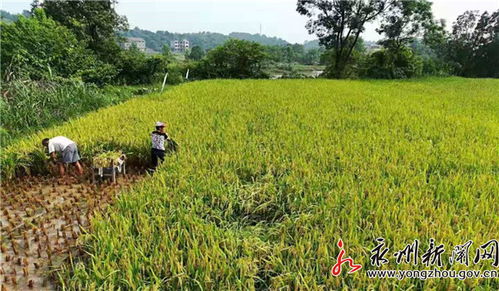 祁陽縣農(nóng)業(yè)農(nóng)村局 全力以赴開展全縣農(nóng)作物減災補損技術指導服務工作