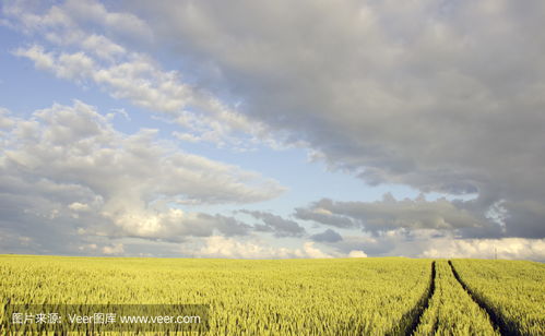 農作物田夏季傍晚crop field in summer evening photo