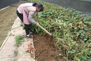 花樣年華采摘游,綠色健康行