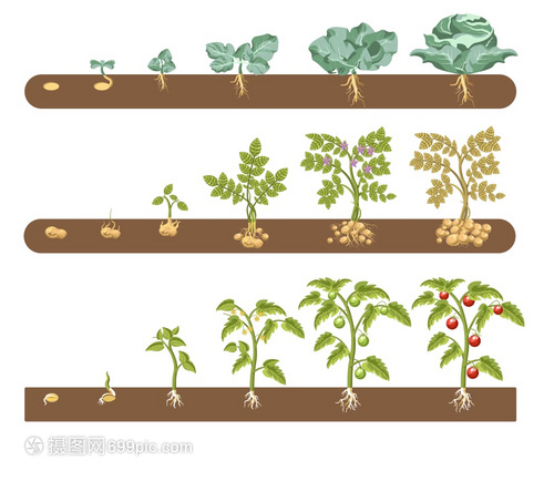 農(nóng)作物生長周期矢量插畫